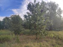 Działka budowlana Secyminek. Zdjęcie 4