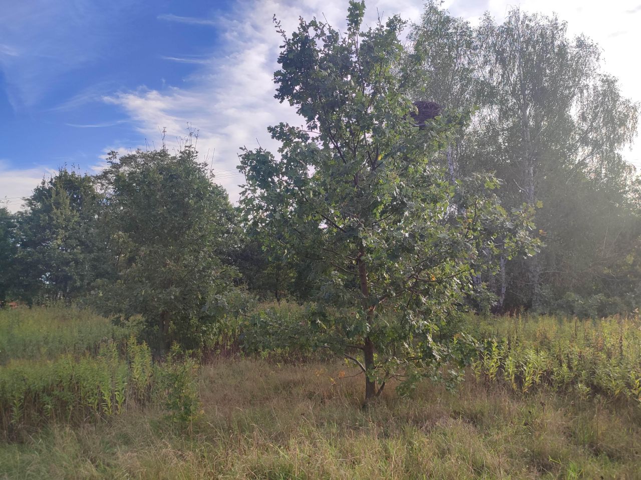 Działka budowlana Secyminek. Zdjęcie 5