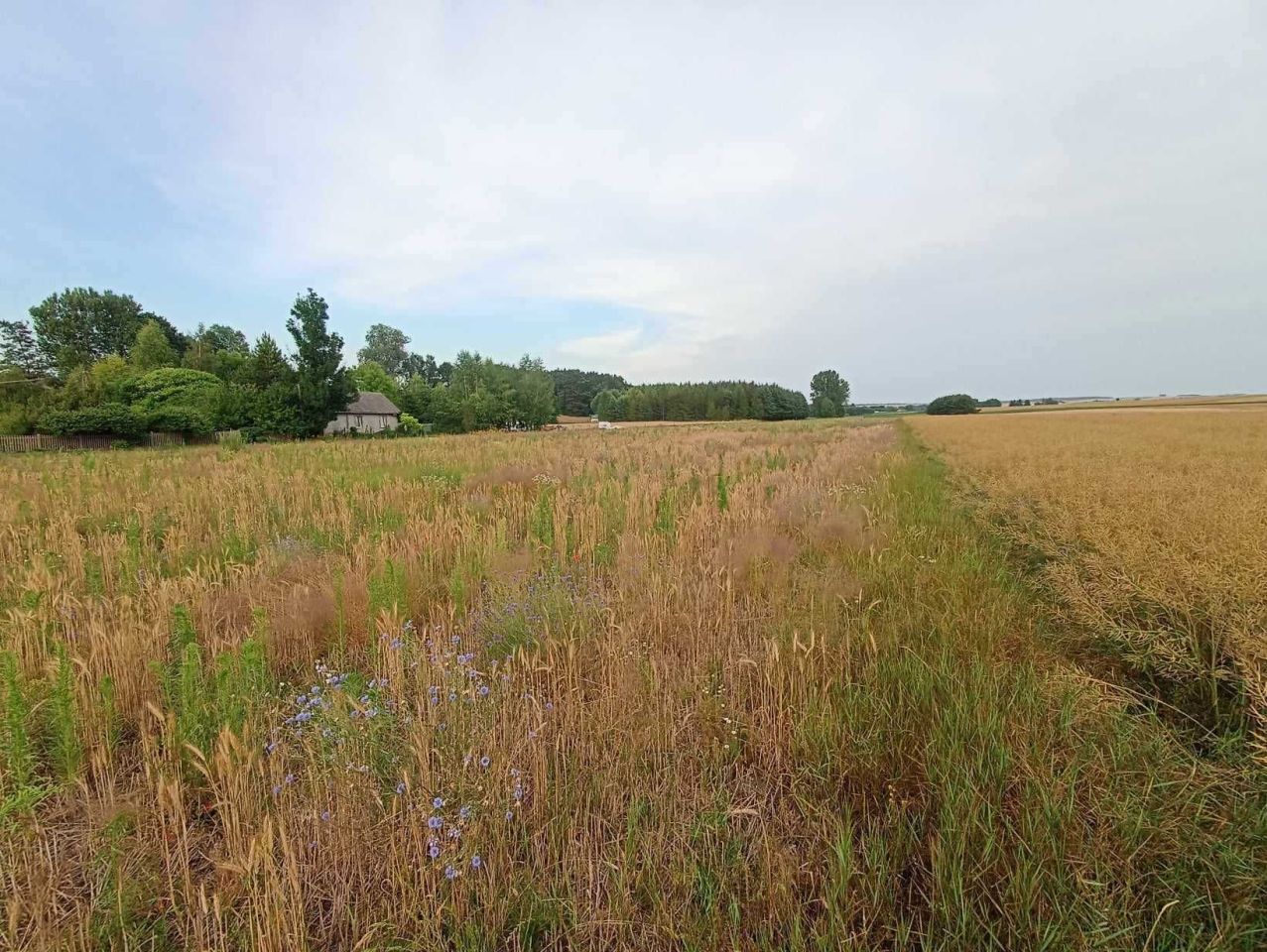Działka budowlana Sielec. Zdjęcie 5