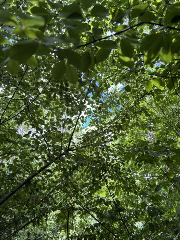 Działka budowlana Podkowa Leśna, Lilpopa 69. Zdjęcie 5