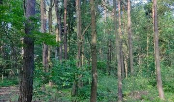 Działka leśna Wręczyca Wielka