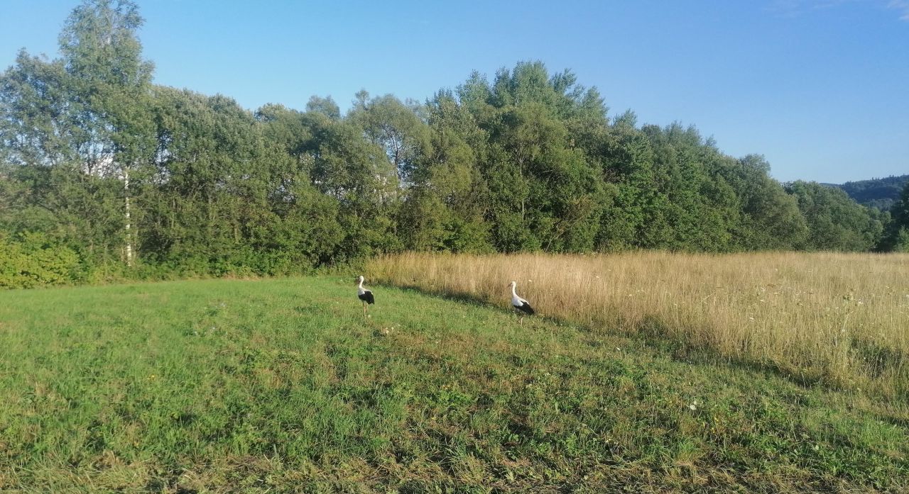 Działka rekreacyjna Rybotycze. Zdjęcie 2