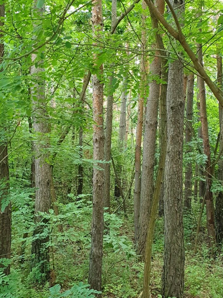 Działka rolno-budowlana Zosin. Zdjęcie 9