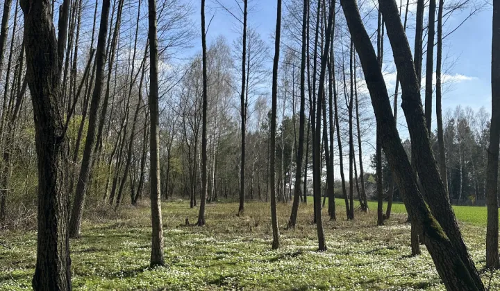 Działka budowlana Antoniówka