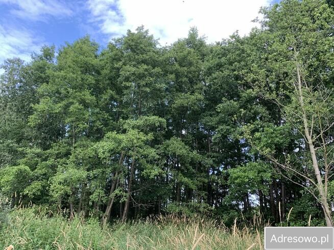 Działka leśna Garki. Zdjęcie 11