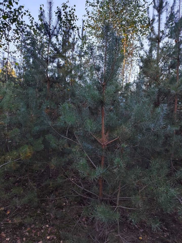 Działka leśna Podbiele. Zdjęcie 8