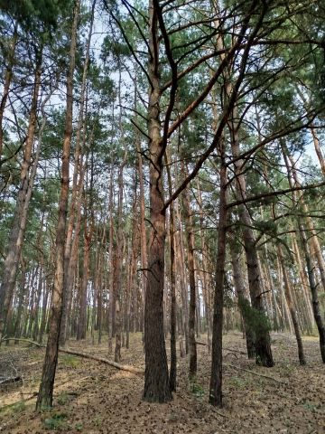 Działka leśna Borowiczki-Pieńki, ul. Borówkowa. Zdjęcie 1