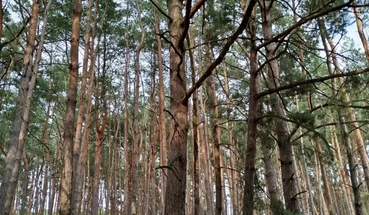 Działka leśna Borowiczki-Pieńki, ul. Borówkowa