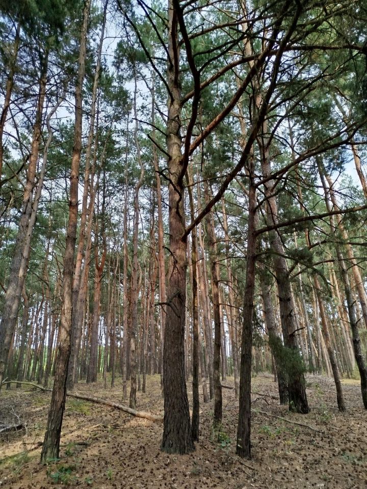 Działka leśna Borowiczki-Pieńki, ul. Borówkowa