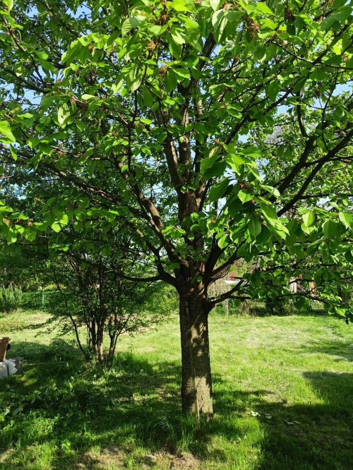 Działka rod Rzeszów Zalesie