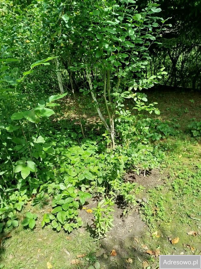 Działka rod Lusina. Zdjęcie 2