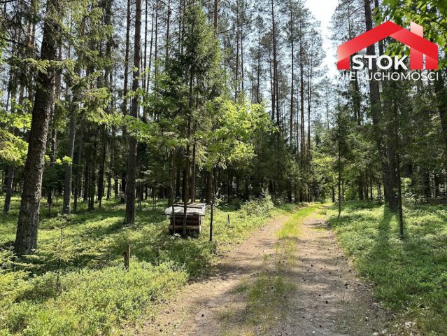 Działka leśna Rudnica. Zdjęcie 6