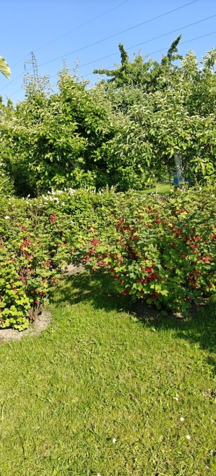 Działka rod Żory, ul. Okrężna. Zdjęcie 8