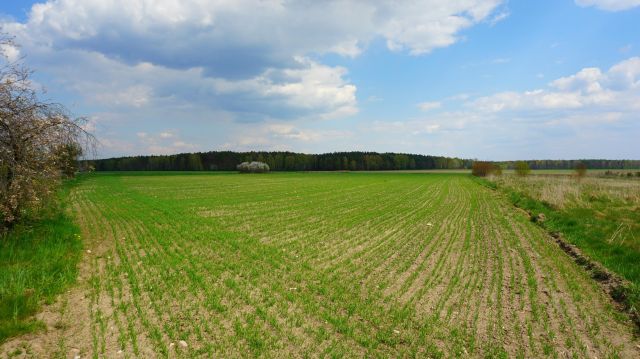 Działka budowlana Modrzew. Zdjęcie 1