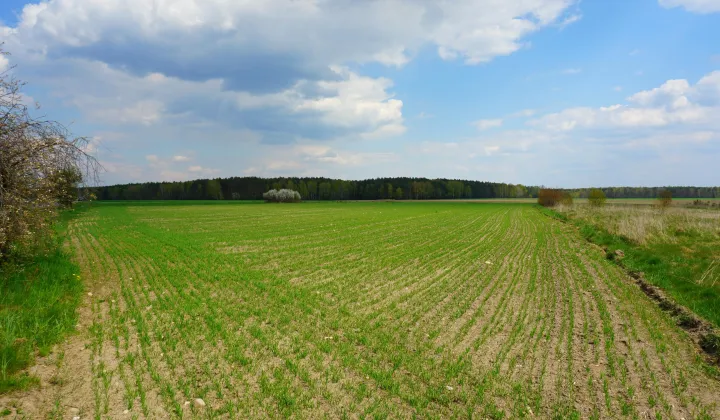 Działka budowlana Modrzew