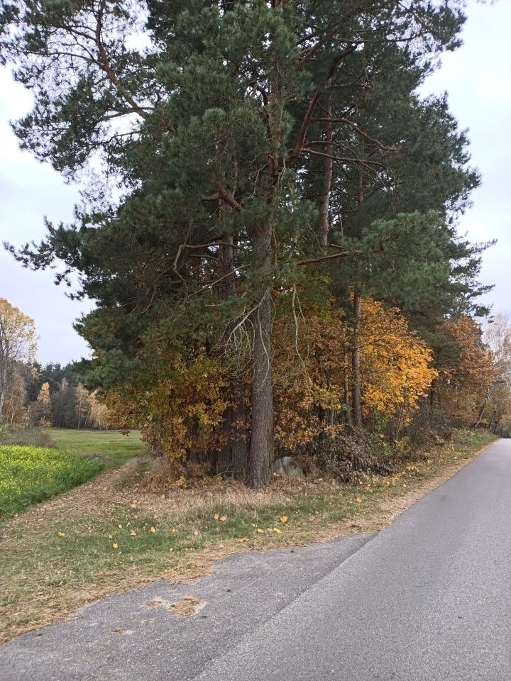 Działka Rumian. Zdjęcie 3