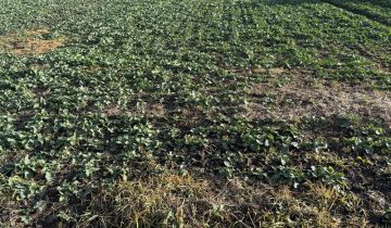 Działka budowlana Niedrzwica Duża, ul. Akacjowa