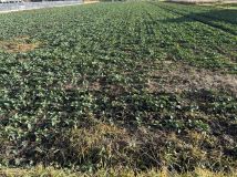 Działka budowlana Niedrzwica Duża, ul. Akacjowa. Zdjęcie 1