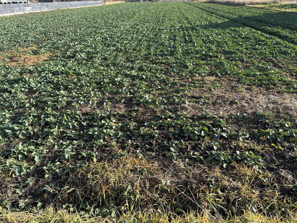 Działka budowlana Niedrzwica Duża, ul. Akacjowa. Zdjęcie 2