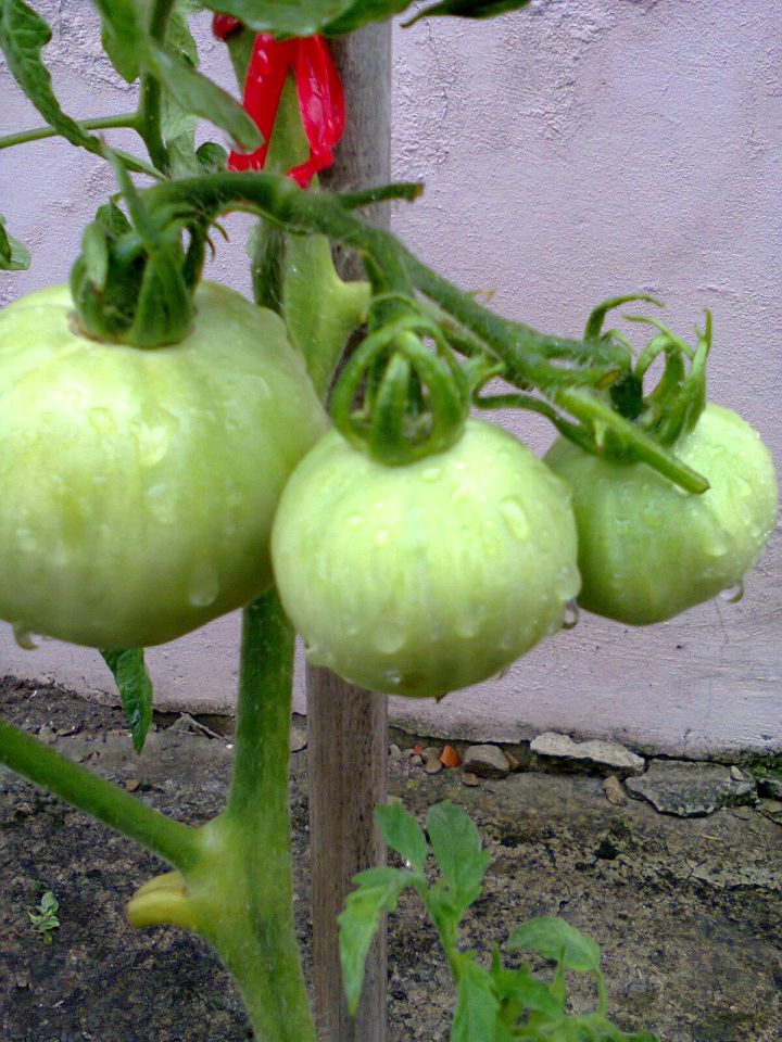 Działka rekreacyjna Częstochowa Błeszno, ul. Kusocińskiego. Zdjęcie 21