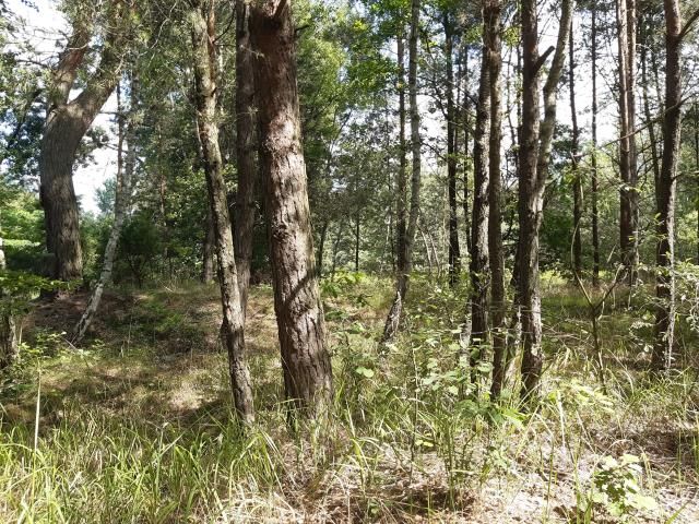 Działka budowlana Klembów. Zdjęcie 4