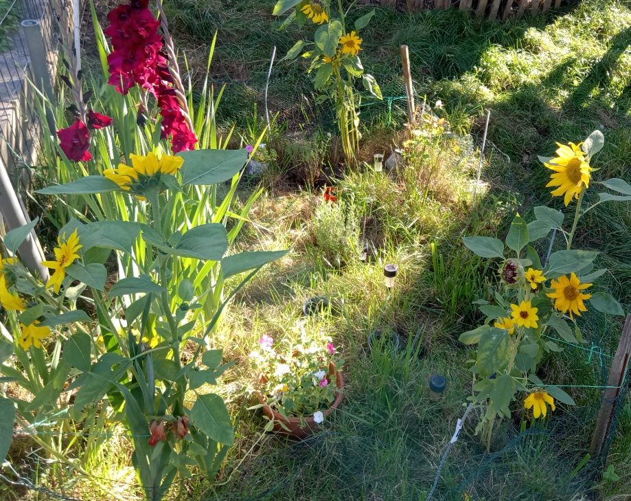Działka rekreacyjna Szczecin Warszewo, ul. Leśna. Zdjęcie 6