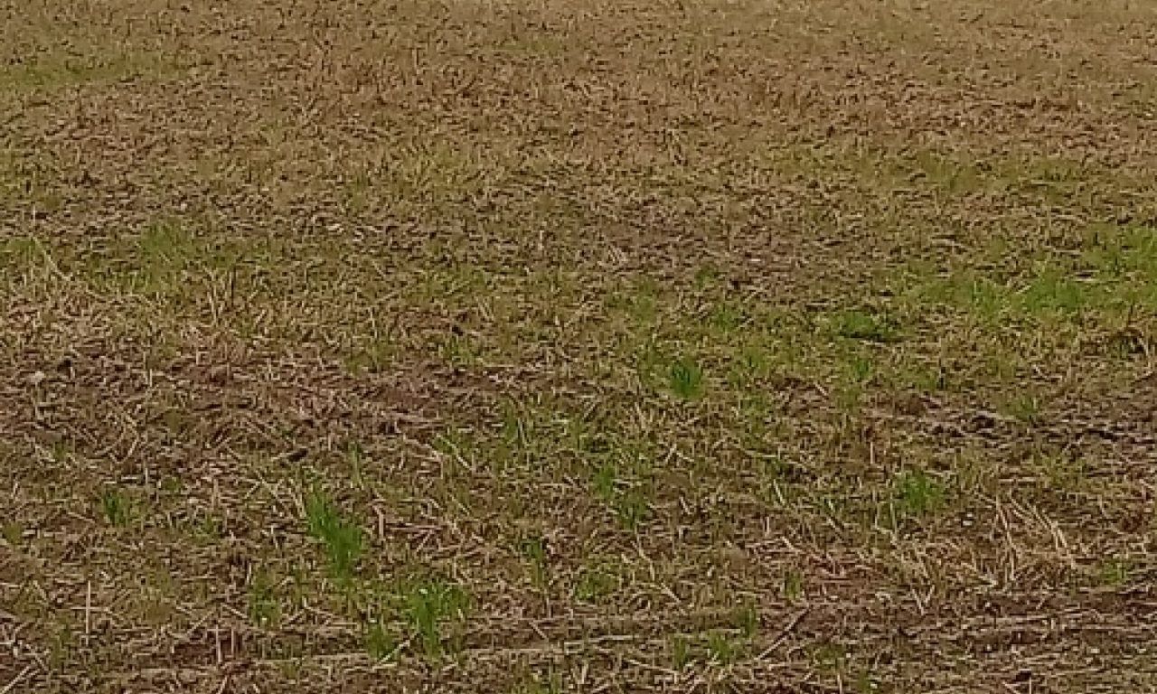 Działka inwestycyjna Dębina, ul. Polna. Zdjęcie 2