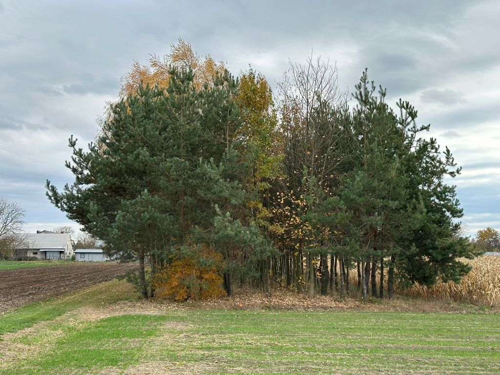 Działka rolno-budowlana Wólka Pełkińska. Zdjęcie 8