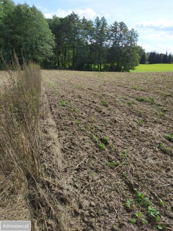 Działka siedliskowa Motycz. Zdjęcie 2
