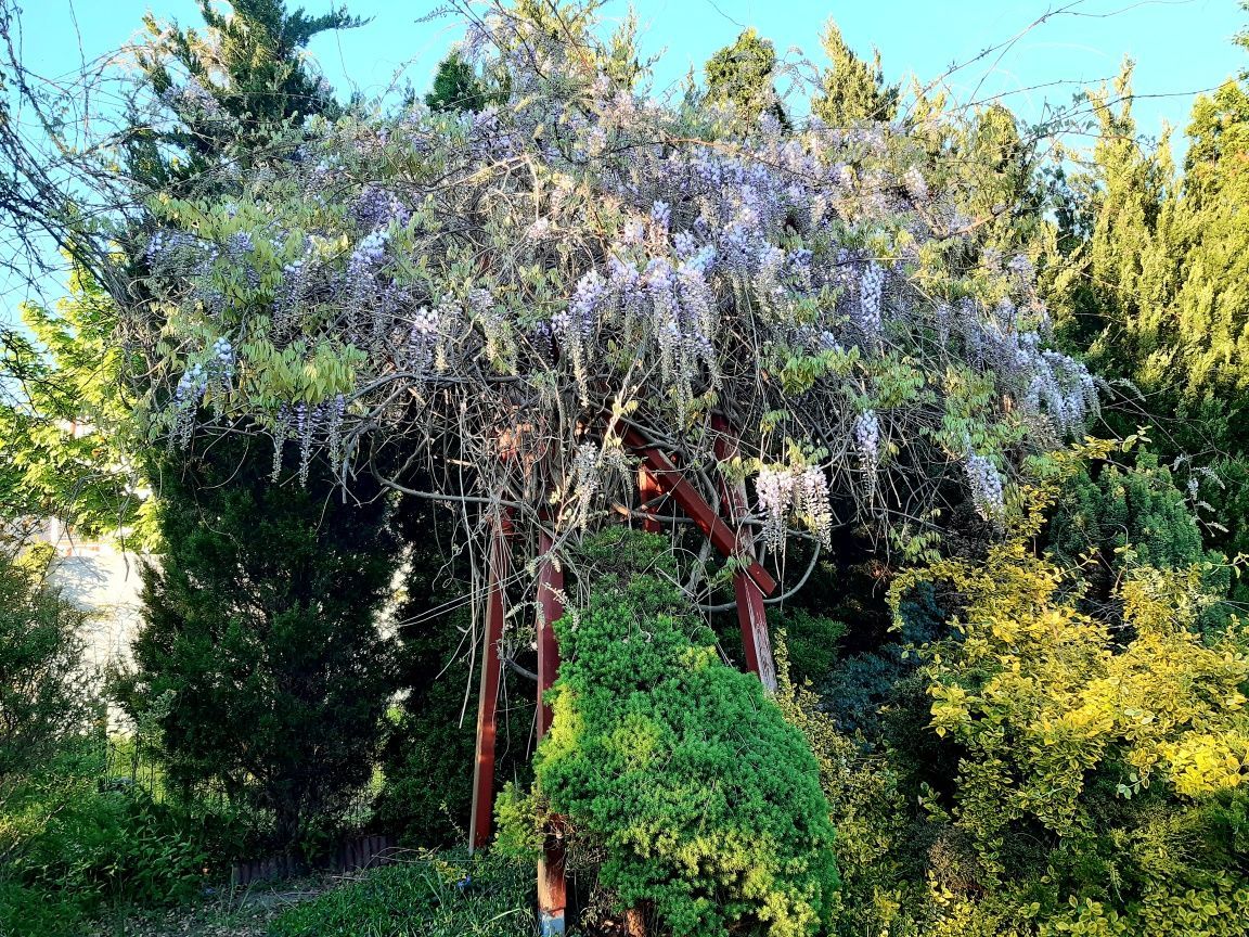 Działka rod Zielona Góra Centrum. Zdjęcie 6