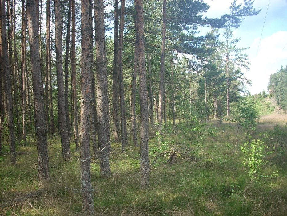 Działka leśna Gostomie