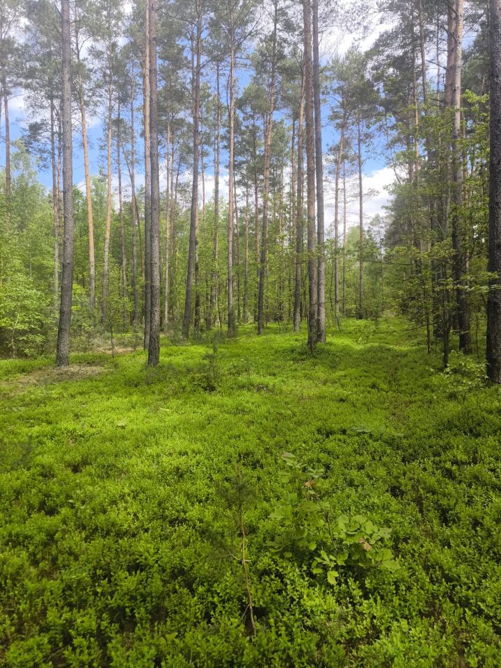 Działka leśna Stanowiska. Zdjęcie 9