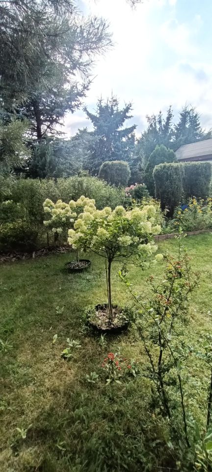 Działka rod Łódź Górna, ul. Lodowa. Zdjęcie 45