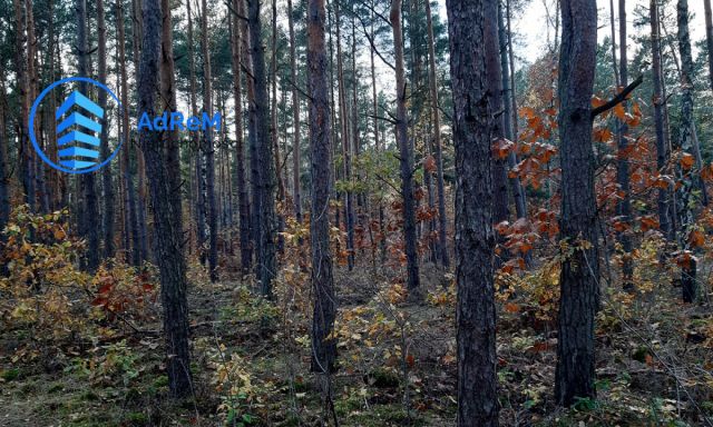 Działka leśna Warszawa Groszówka. Zdjęcie 5