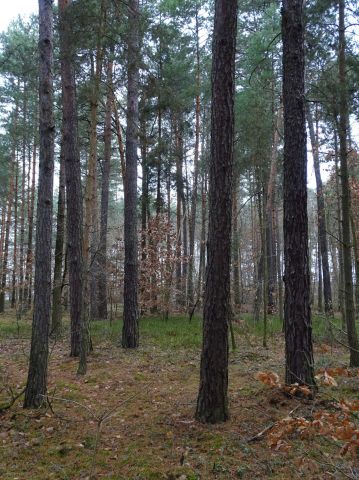 Działka leśna Olszowe. Zdjęcie 1