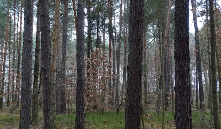 Działka leśna Olszowe