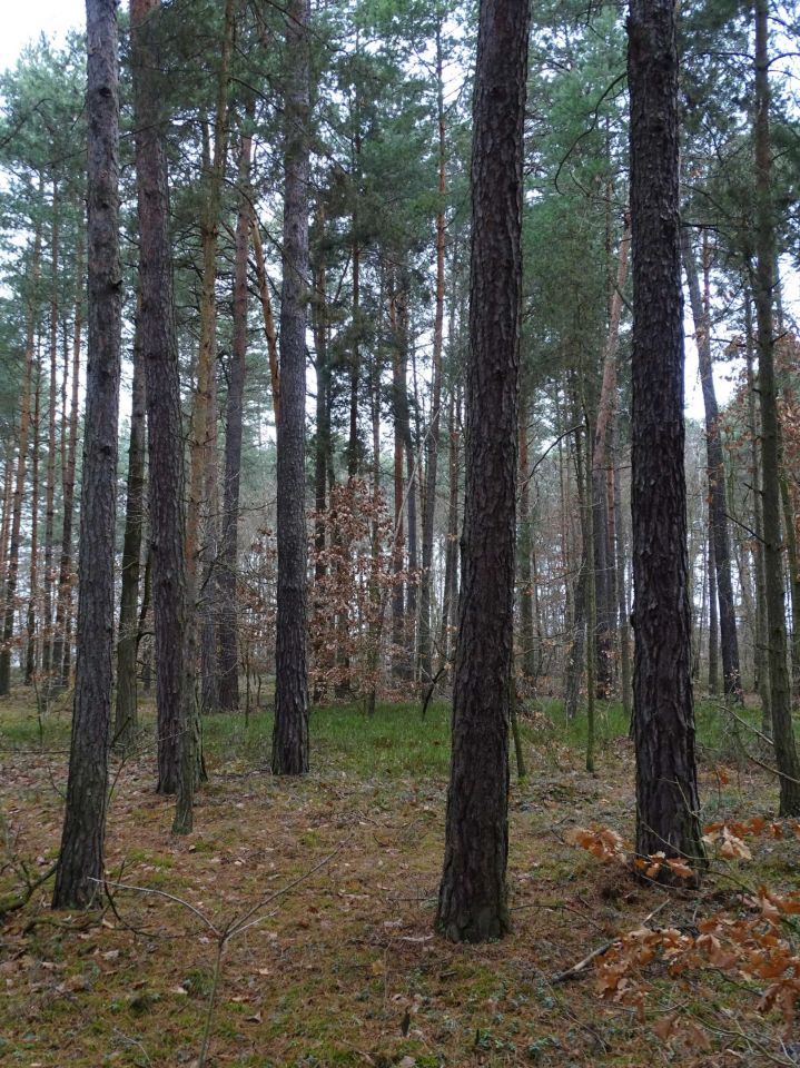 Działka leśna Olszowe