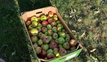 Działka rod Warszawa Targówek, ul. Lewinowska