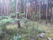 Działka leśna Rokitnica. Zdjęcie 2