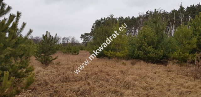 Działka budowlana Budy Iłowskie. Zdjęcie 1