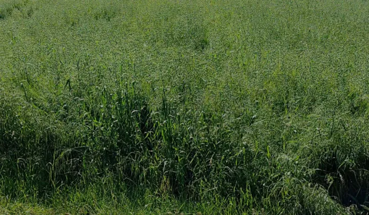 Działka rolno-budowlana Januszowice