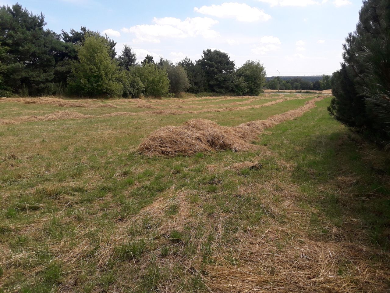 Działka rolno-budowlana Sobianowice. Zdjęcie 11
