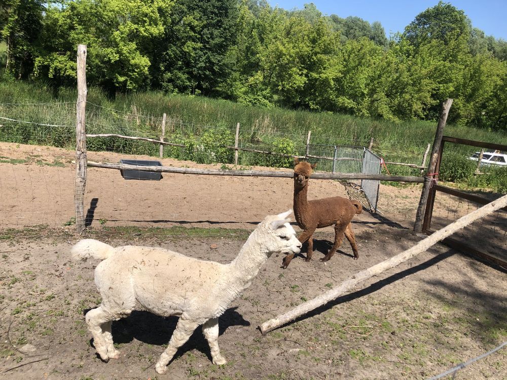 Działka budowlana Lipa. Zdjęcie 6