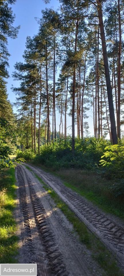 Działka leśna Piękocin. Zdjęcie 4