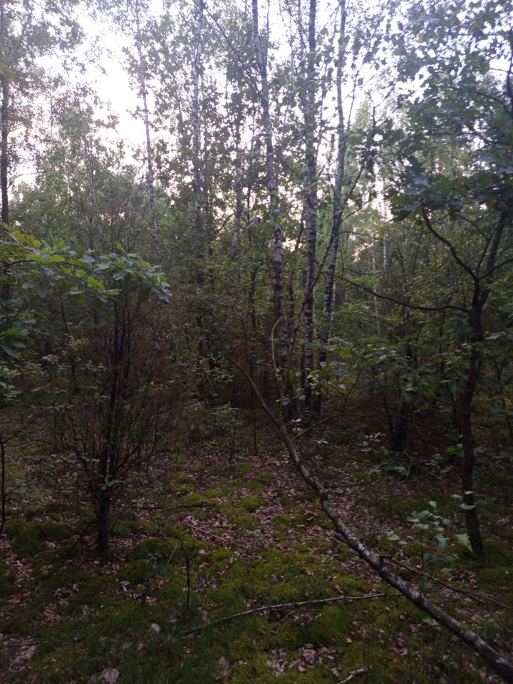 Działka leśna Mława. Zdjęcie 4