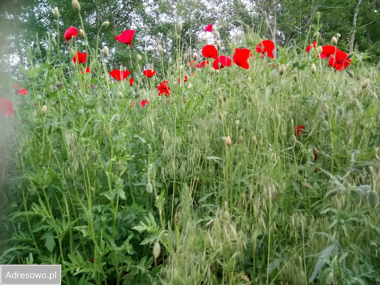 Działka rekreacyjna Rzeczyca. Zdjęcie 2