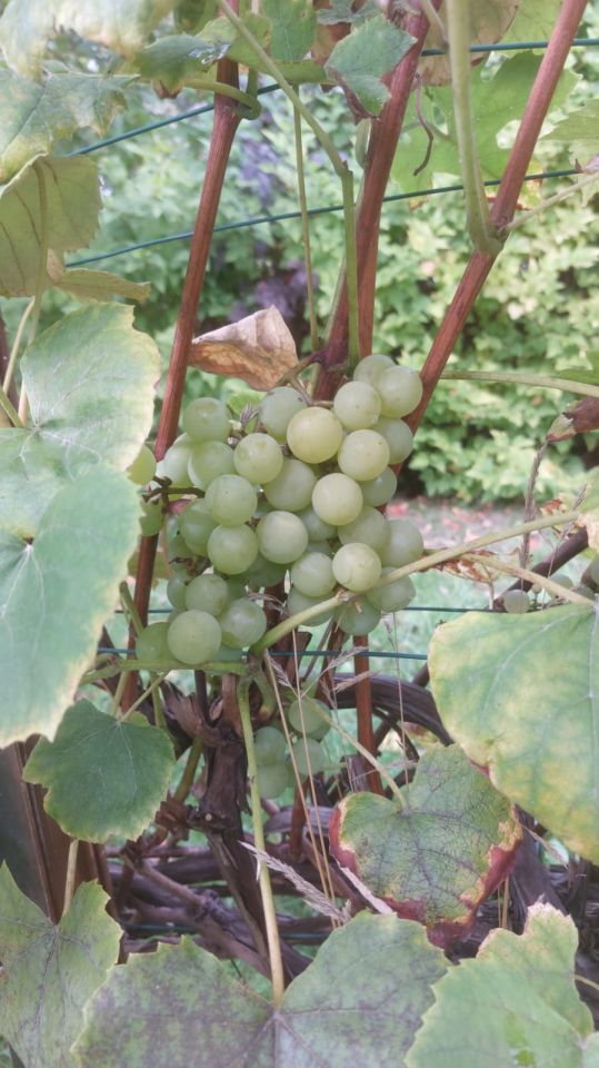 Działka rod Żary, ul. Pszenna. Zdjęcie 12