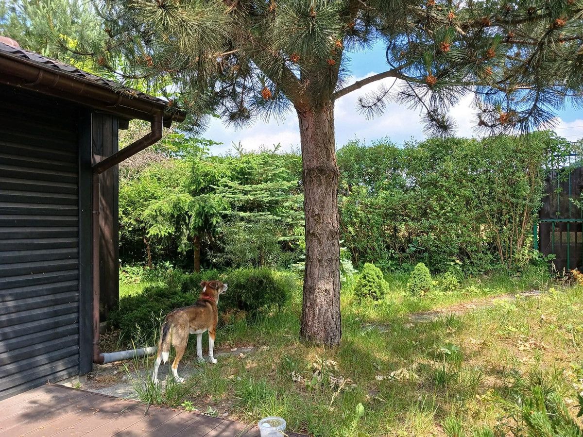 Działka rod Odrano-Wola. Zdjęcie 7