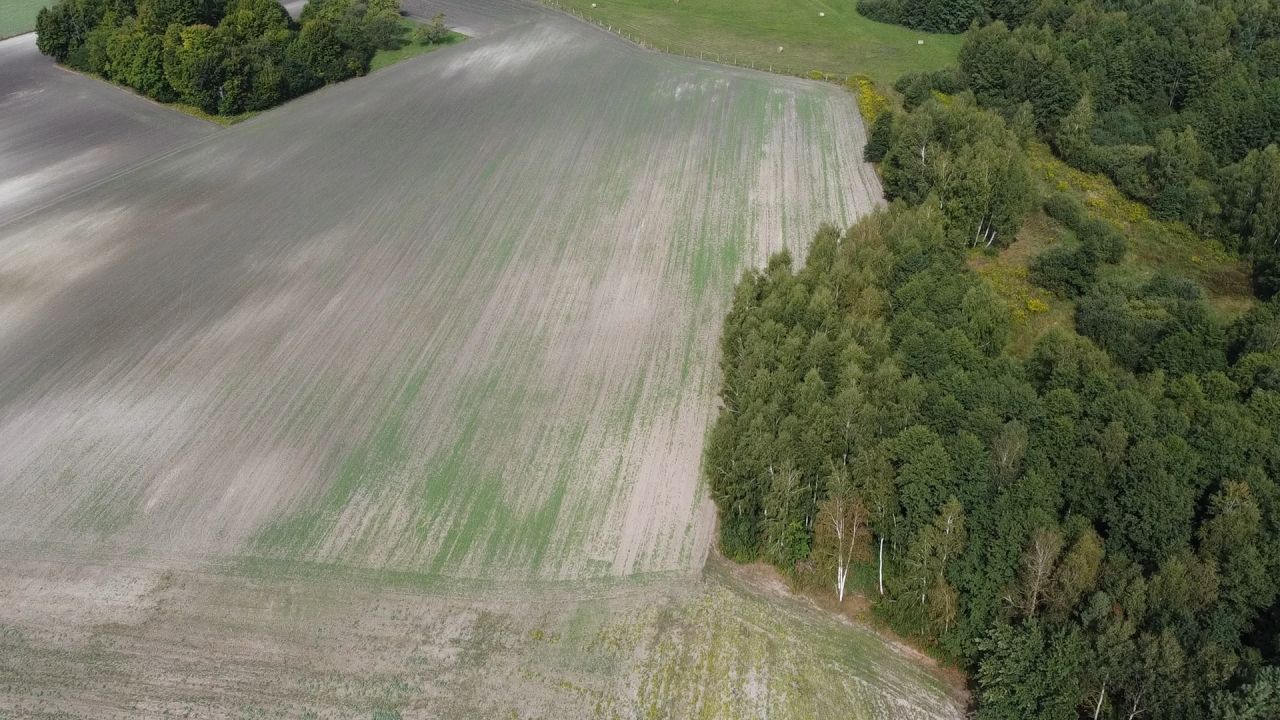 Działka rolna Wielkopole. Zdjęcie 15