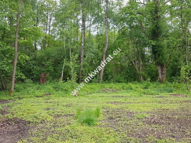 Działka rolna Korabiewice. Zdjęcie 5